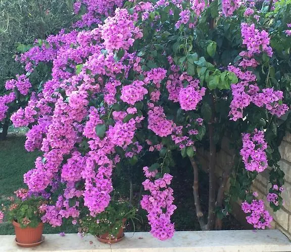 Vera krevet i doručak