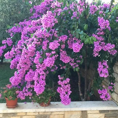 Vera فندق مبيت وإفطار